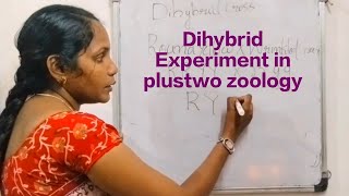 Dihybrid experiments on pisum sativumeducation plustwoscience exam students [upl. by Drucie882]