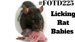 FOTD226 Licking Rat Babies [upl. by Acinom295]