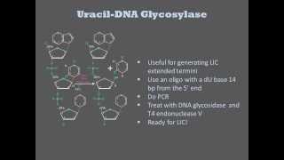 DNA Repair Enzymes [upl. by Akilaz]