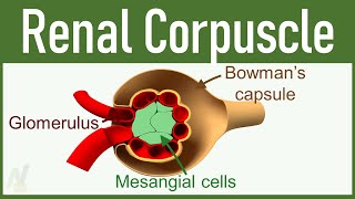 02 Nephron Structure Renal Corpuscle [upl. by Hgalehs69]