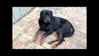 Rottweiler Dog Horrible Kennel Cough  Dog Flu Induced Vomiting [upl. by Sedgewake]