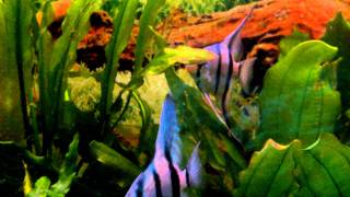 Blauer Skalar Pterophyllum scalare blue [upl. by Drapehs]