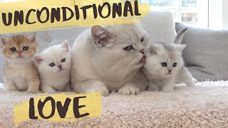 British shorthair cat Apollo hissing and protecting his kittens [upl. by Ian]