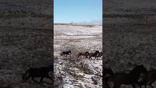 Wild Brumbies of the Snowy Mountains australia brumbies travel [upl. by Patt]