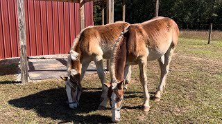 DRAFT HORSES  The Belgian colts have worms [upl. by Nalyac]