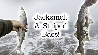 Jacksmelt and Striped Bass Surf Fishing Santa Cruz California [upl. by Dickson]