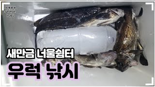 새만금 너울쉼터 우럭낚시 우당탕해봤어요 군산낚시 우럭낚시 새만금낚시 11월23일 서해부부 Seohae bubu [upl. by Aliel577]