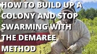 How to build up a colony and stop swarming with the Demaree method [upl. by Notsirb288]