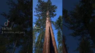 Massive California Redwood Tree at Yosemite National Park  California Travel [upl. by Hercule342]