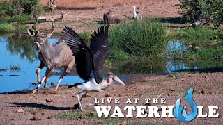 Giraffe amp Elephants  Live At The Waterhole [upl. by Rednaeel753]