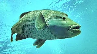 Red sea diving Fish Napoleon 4K Egypt Hurghada Humphead wrasse GoPro4black [upl. by Nuhs]