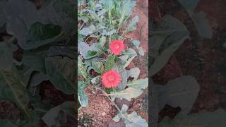 Gerbera Aurantiaca shorts travel nature monteriavillage gerberaflowers [upl. by Itoyj]