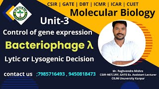 Bacteriophage λ  Lytic or Lysogenic Decision  Unit3  Molecular Biology [upl. by Nort]