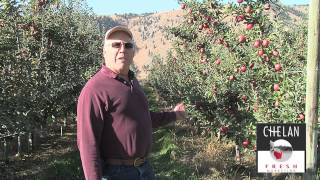 Braeburn Apple harvest in Washington State [upl. by Normandy]