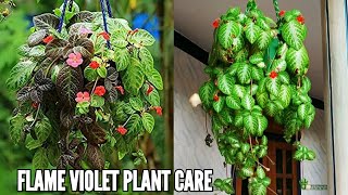 Flame violet plant care  Episcia cupreata plant care  Flame violet plant [upl. by Rosaline]