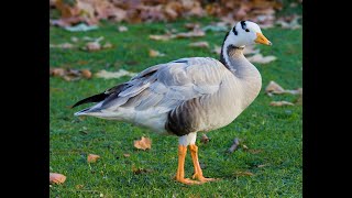 Bar Headed Goose in Mysore Zoo  Mysore Zoo Mysore Tourism [upl. by Nafis]