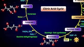 Krebs Cycle  Citric Acid Cycle or Tricarboxylic Acid Cycle [upl. by Nosreme]