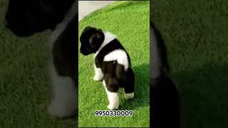 Akita l Puppies Sale India l trending shortfeed trendingshorts shorts doglover dogbreed akita [upl. by Inman]