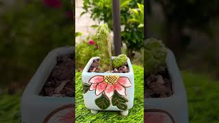 Cactus Echinocereus Momotaro plants garden bonsai aeonium gardening succulent cactus nature [upl. by Singhal119]