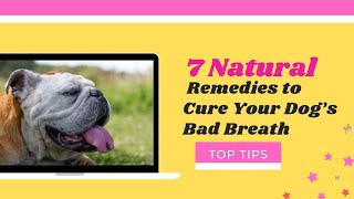 Bad Dog Breath  7 Natural Remedies to Cure Your Dog  Dog Health Tips [upl. by Mccollum]