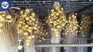 MindBlowing Growing Potatoes amp Lettuce in DAYS Without Soil [upl. by Selin798]