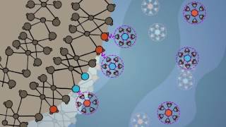 Sorption A CloseUp View [upl. by Nomzzaj]