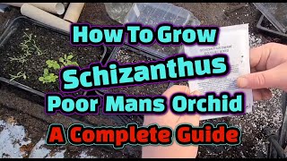 How to grow Schizanthus  Poor Mans Orchid a complete guide [upl. by Ahseikram]