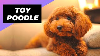 Toy Poodle 🐩 One Of The Most Popular Dog Breeds In The World shorts [upl. by Sherrard]