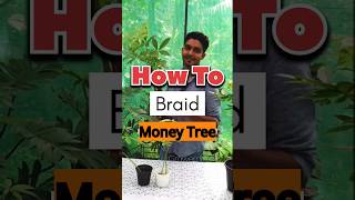 How to braid money tree moneytree pachira Growermonk plants viralshorts gardening [upl. by Panthea]