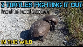 2 Tortoises Fighting it Out in the Wild [upl. by Yellhsa503]