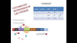 Catabolite Repression  Regulation of Lac operon by cAMP and CAP [upl. by Aliahkim]