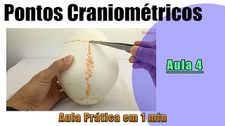 Pontos Craniométricos  Parte 4  Prática  Anatomia Humana [upl. by Wearing]