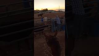 Ropin’ subscribe horse rodeo rodeolife [upl. by Tahmosh]