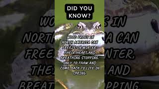 Some Frogs Can Survive Being Frozen FrozenFrogs NatureSurvival AmphibianAdaptations facts [upl. by Jacobo284]