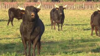 Taureaux de Camargue en troupeau [upl. by Tjaden]