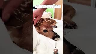 🥰🥰animals fawn deer fawning love cute baby wildlife funny comedy [upl. by Savadove363]