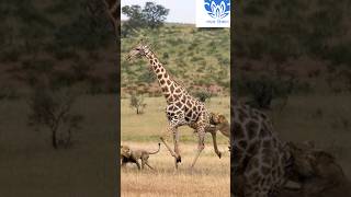 Giraffe surviving from Lions   shorts viral short [upl. by Oehsen]