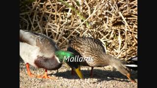 Riparian Preserve at the Gilbert Water Ranch birding 2012 [upl. by Ttiwed]