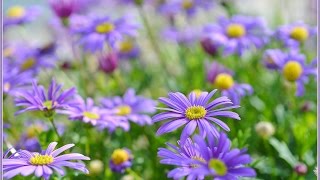 Hanging baskets flowers  Brachycome iberidifolia Swan River Daisy брахикоме [upl. by Teage]