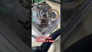 Acanthoscurria geniculata molting tarantula tarantulas tarantulakeeper tarantulakeepers [upl. by Ynavoj833]