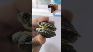 tortoise male and female identification and tortoise diseases treatment tortoisecare telugu [upl. by Asiaj524]