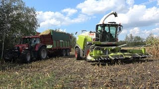 Loonbedrijf H van Haarst in de mais met Claas Jaguar 940 amp 3 Case IH met Strautmann 2018 [upl. by Anohs]