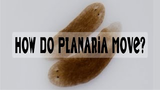 How Do Planaria Move [upl. by Koorb]