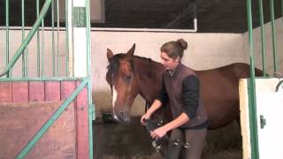 Galop 1 Aborder un cheval au box [upl. by Atilem]