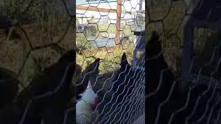 Aviary expansion and peachick update 🦚 farmlife peacock peafowl chicken farm ranch homestead [upl. by Dis882]