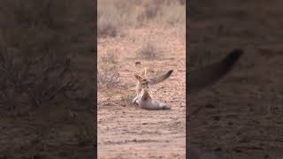 Meet The Fennec Fox Smallest Fox in the World animals wildlife nature fox facts shorts [upl. by Annaillil973]