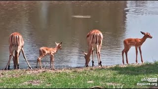 Mom impalas and their calves at Tembe Elephant Park  africam  exploreorg [upl. by Limoli]