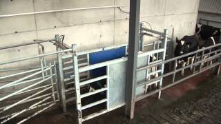 Dairymaster AutoDraftingSorting System [upl. by Carmen213]