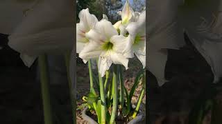 Amarilis white plants garden greennaturehousplants [upl. by Vharat987]