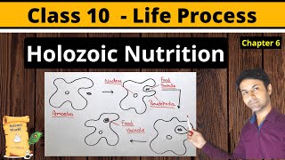 Holozoic Nutrition  What is holozoic nutrition  holozoic nutrition in amoeba  Class 10 Science [upl. by Laucsap657]